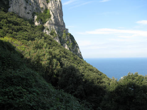 Forests of Capri
