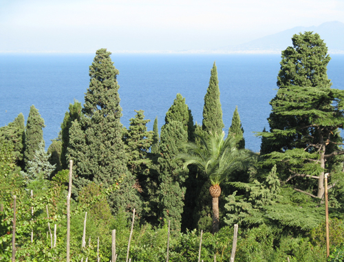 Natural Beauty of Capri