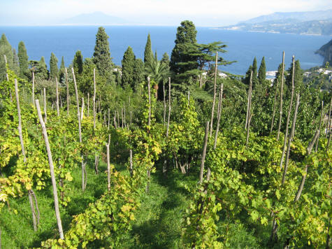 Vineyards of Capri