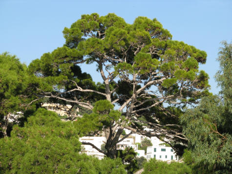 Large Tree on the Island of Capri