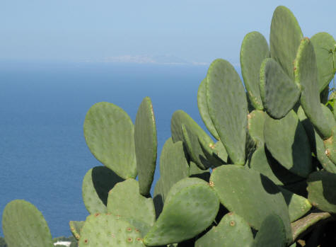 Cactuses of Capri