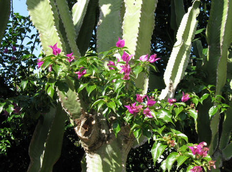Pink Flowers on Cacti