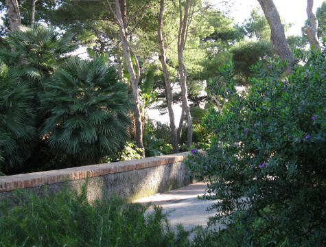 Capri Palm Tree and Foliage