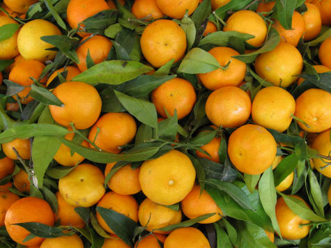 Oranges from Capri